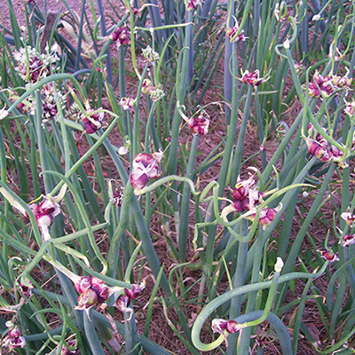 Alliums All Year-Round Part 2
